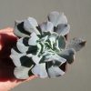 Echeveria Swan Lake