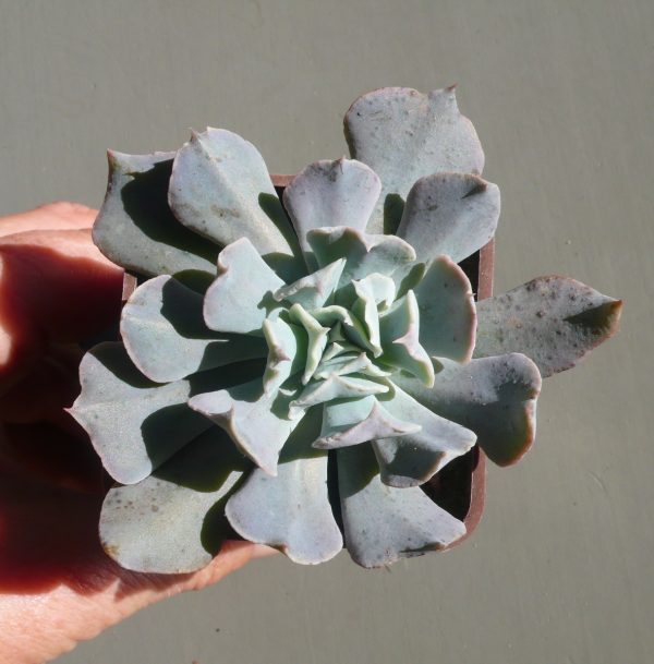 Echeveria Swan Lake