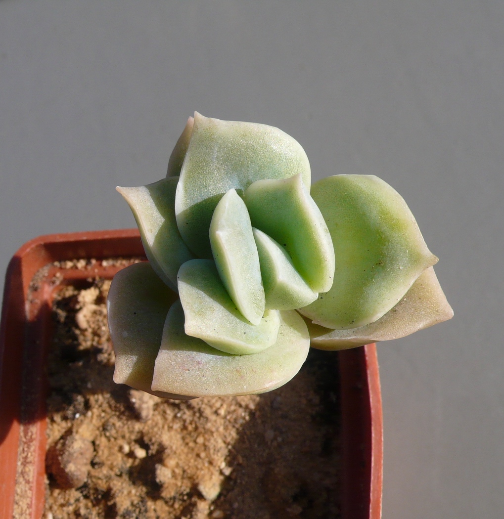 Graptoveria Lovely Rose — Cactus-shop