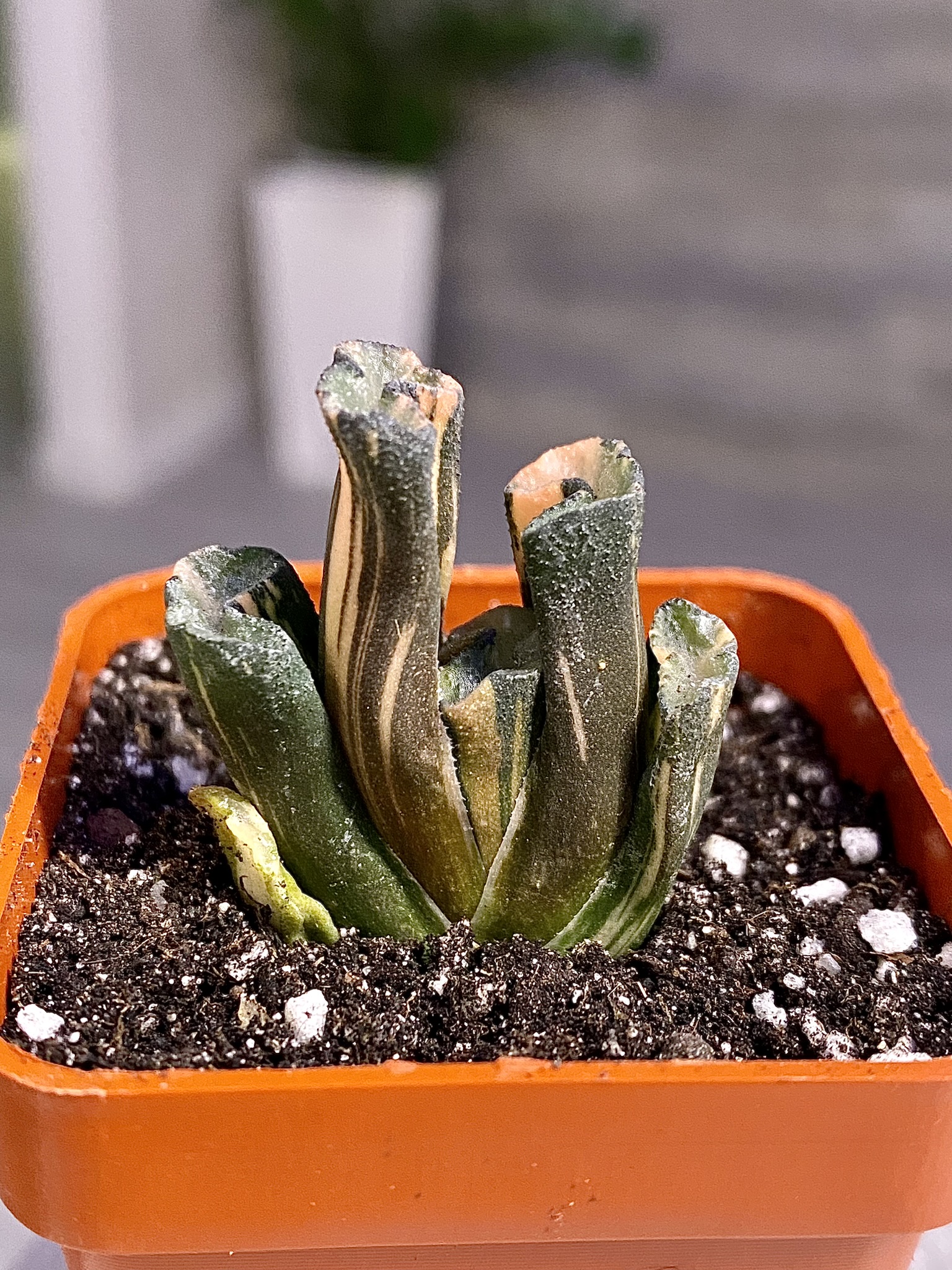 34A042E8-4280-4790-98B9-C56F82809F82