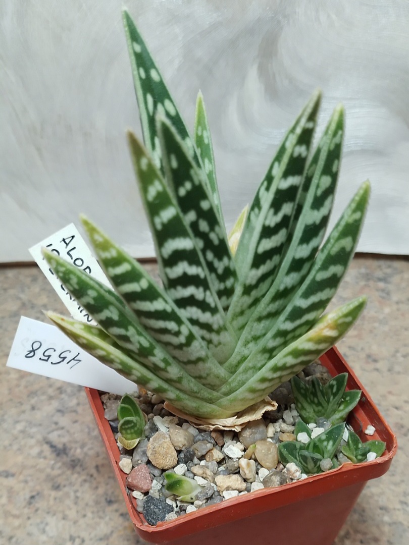 4558 Aloe variegata