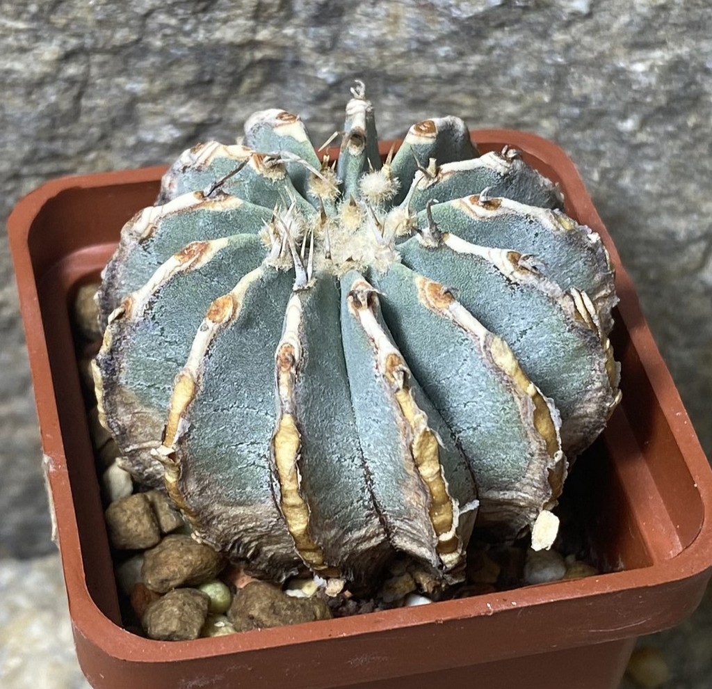 Geohintonia mexicana 1_