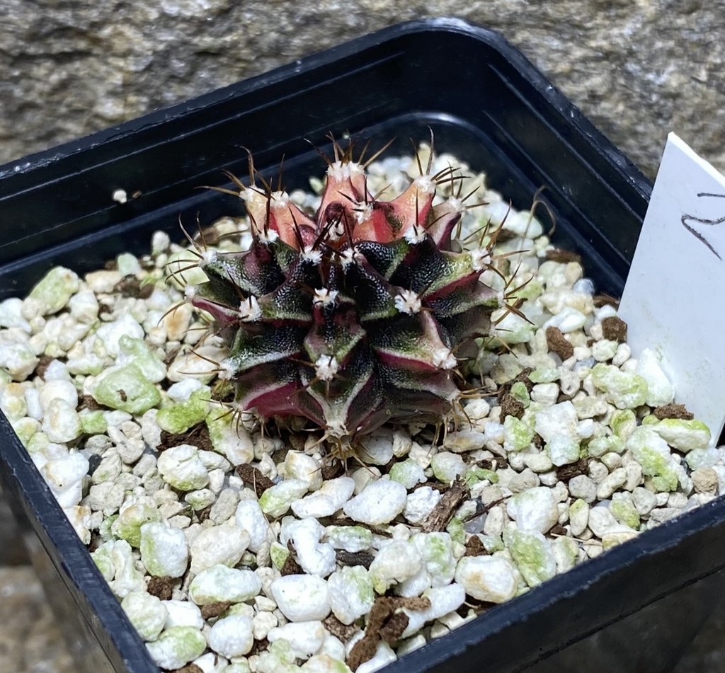 Gymnocalycium mihanovichii f.variegata 2_