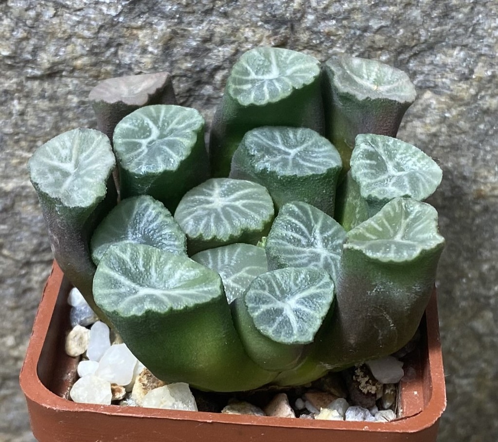 Haworthia maughanii -Hiroshii-_