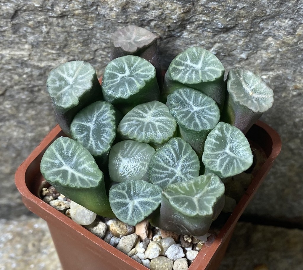 Haworthia maughanii -Hiroshii-__