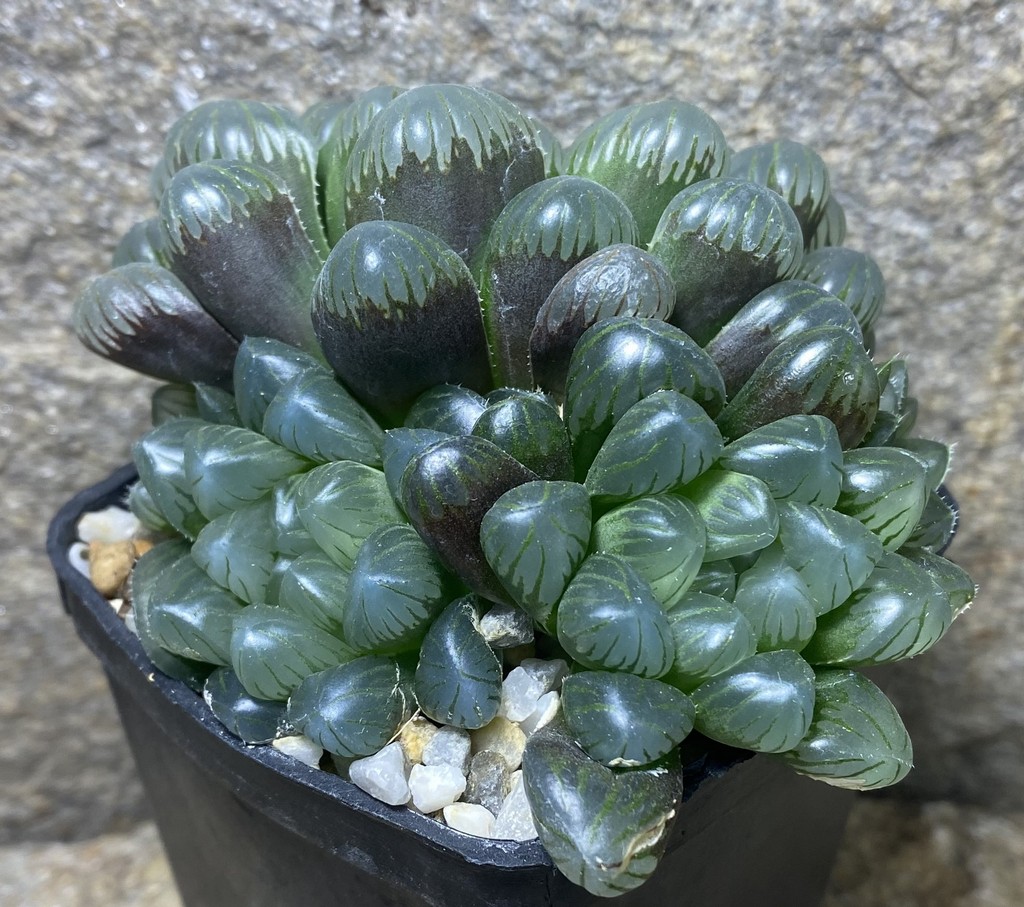 Haworthia obtusa ‘Purple Dodson’_