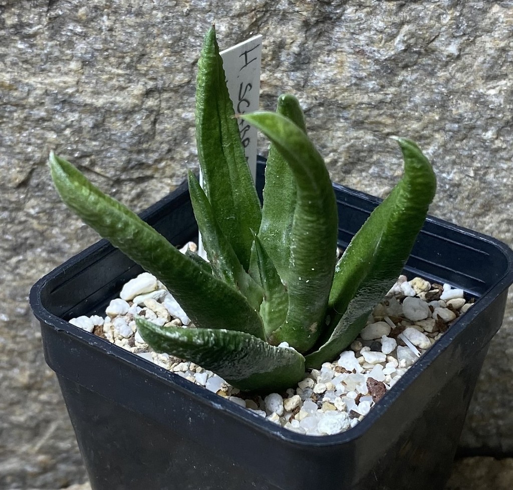 Haworthia scabra v. morisae -Koos Raubenheimer Dam-