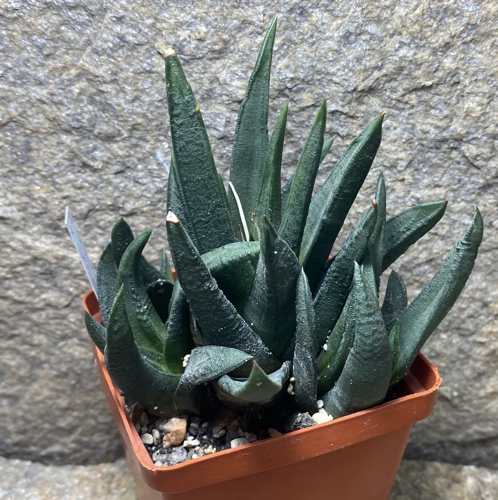 Haworthia scabra v. morisae x scabra ESIMG_5812