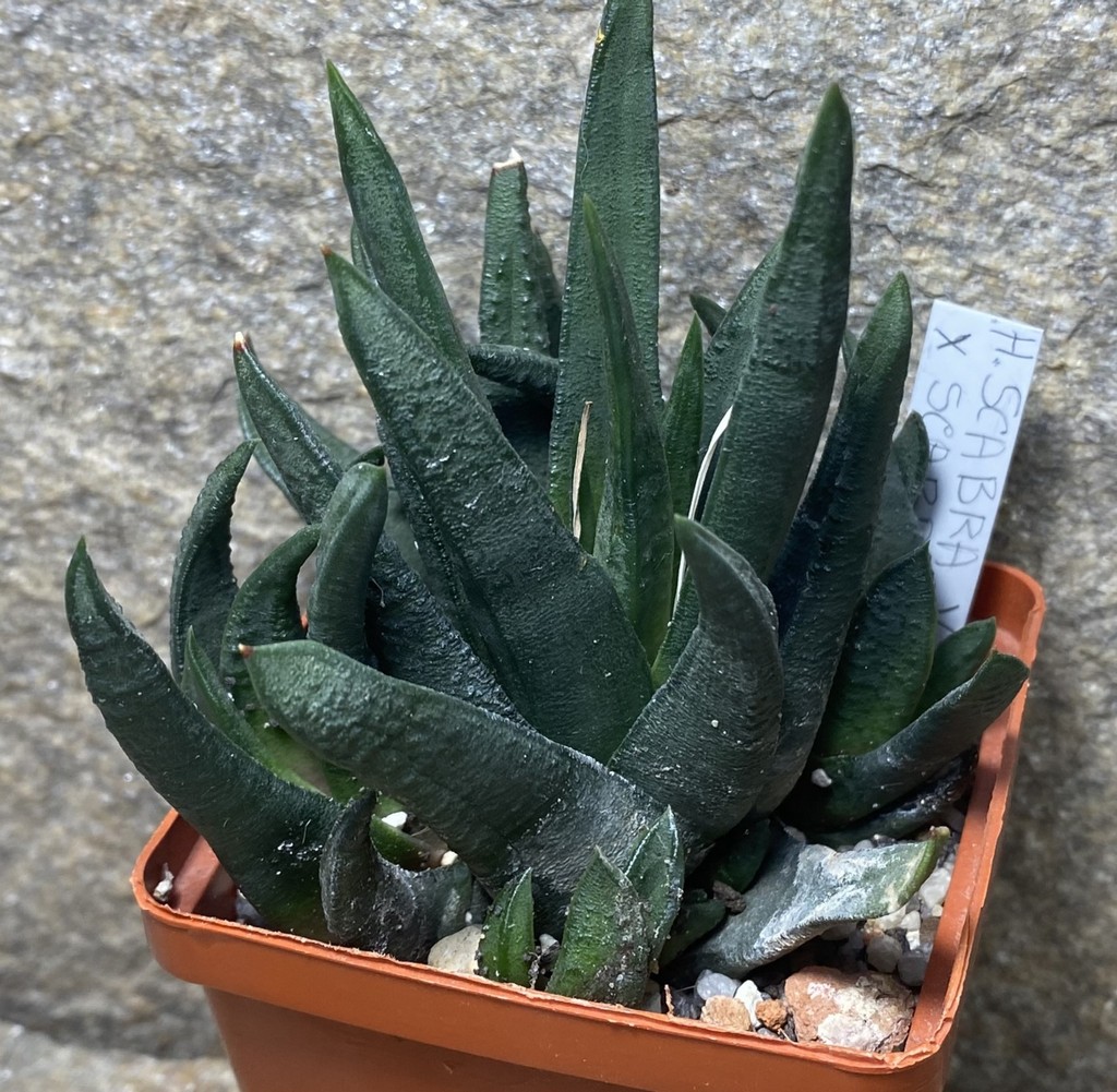 Haworthia scabra v. morisae x scabra ES_