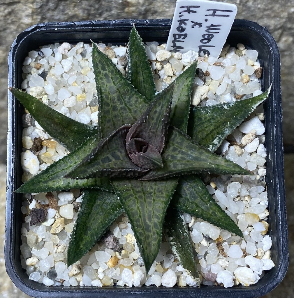 Haworthia woolleyi x koelmaniorum 2_