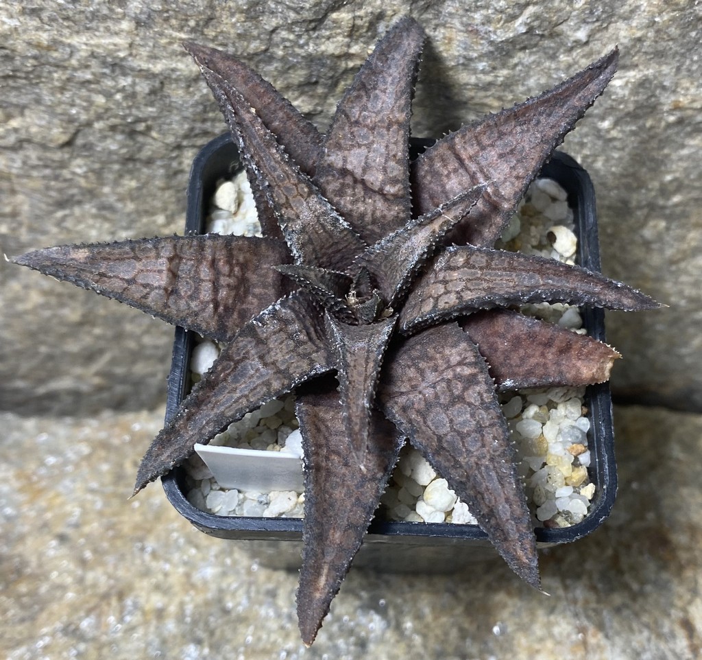 Haworthia woolleyi x koelmaniorum_