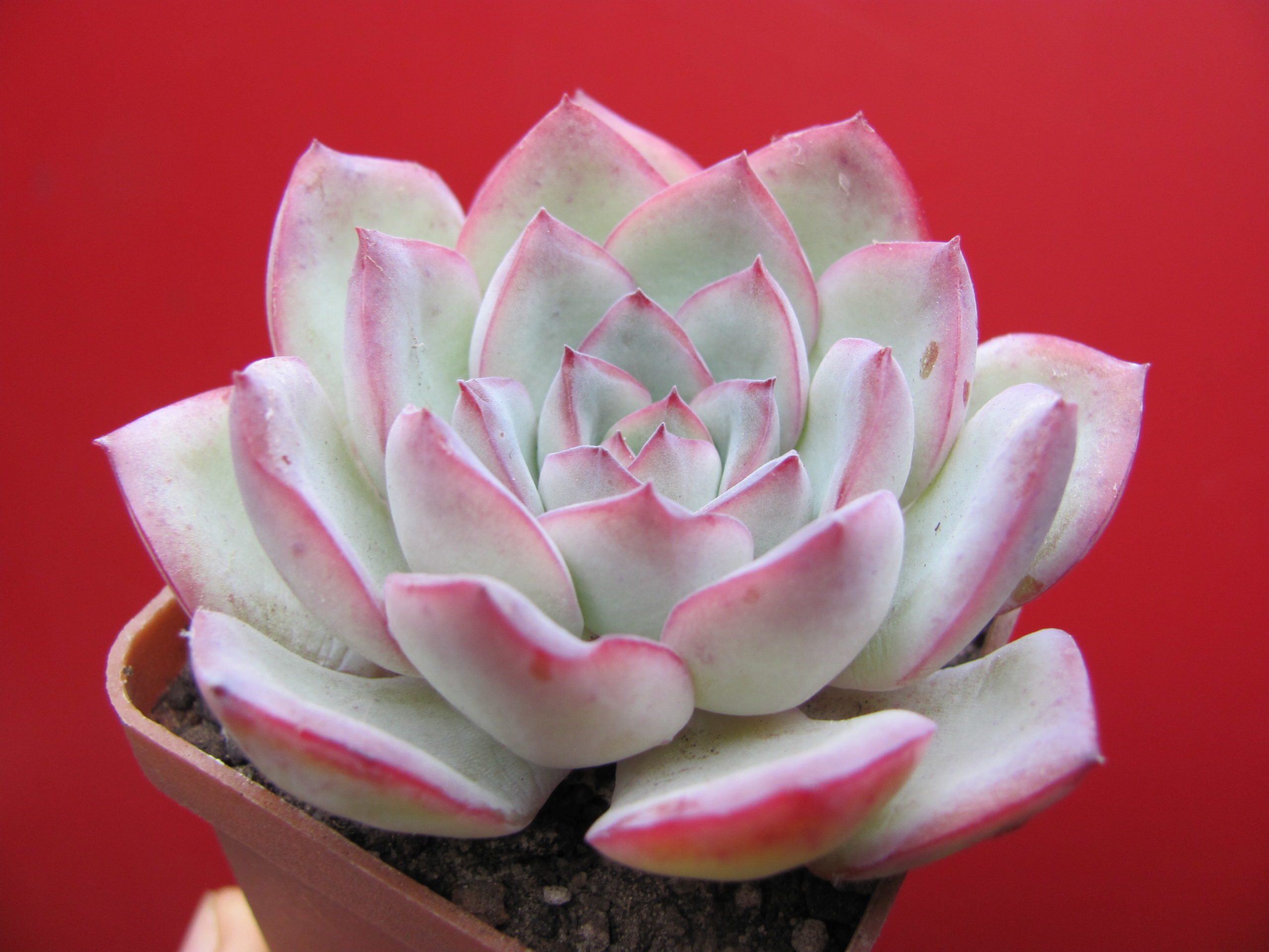 Товары — Страница 18 из 1697 — Cactus-shop