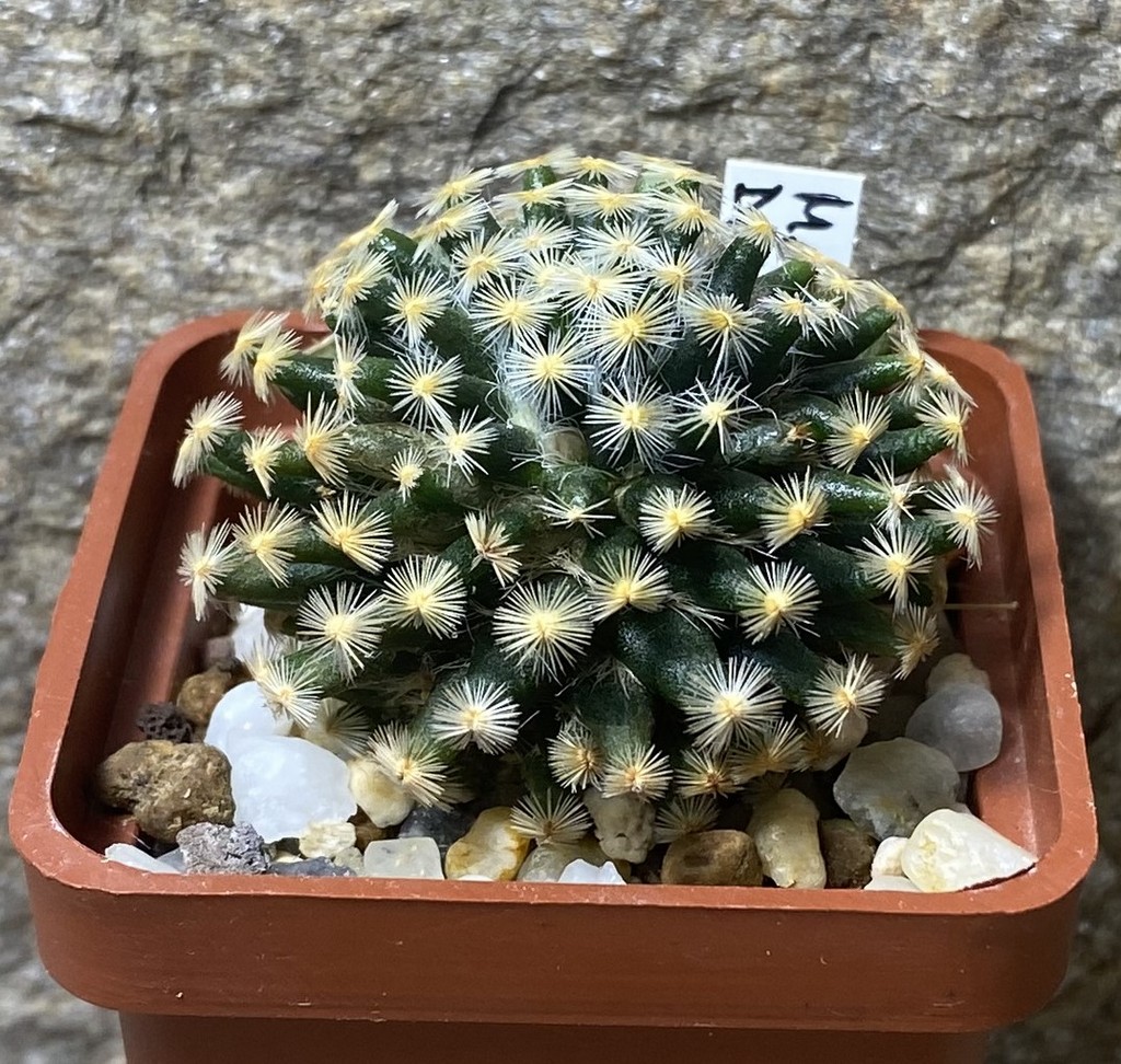 Mammillaria dumetorum_