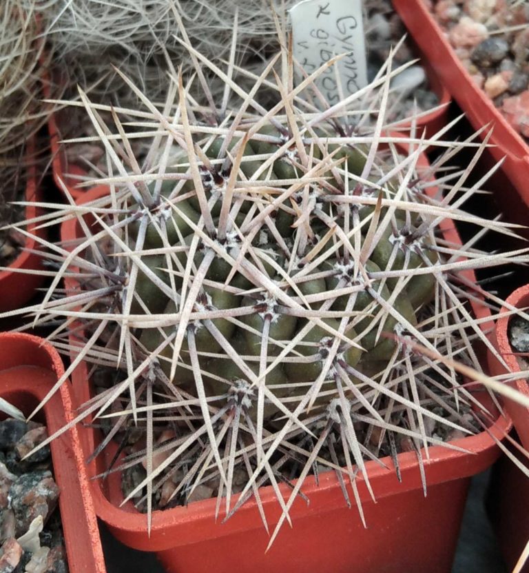 Товары — Страница 27 из 1700 — Cactus-shop