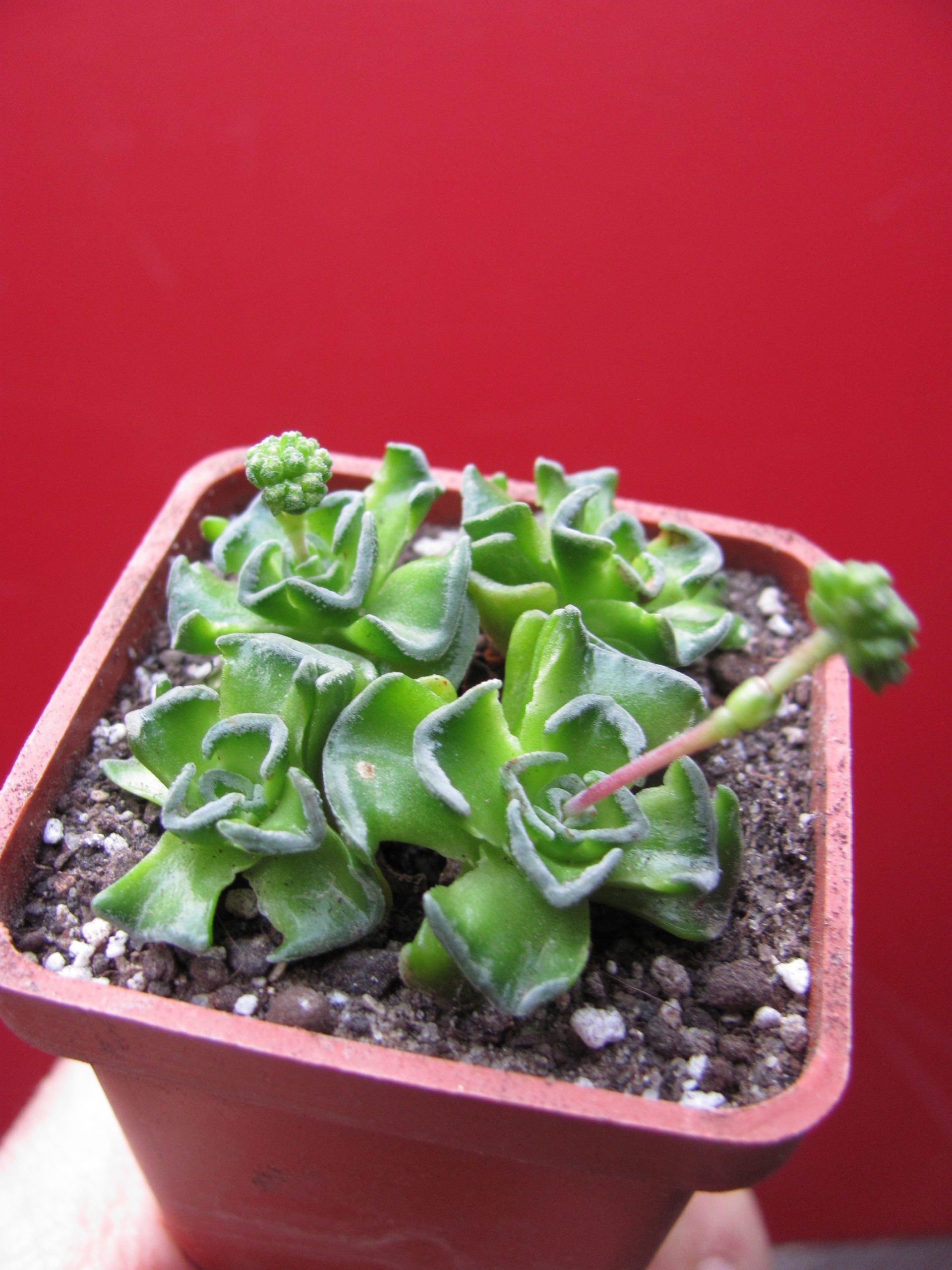 Товары — Страница 20 из 1705 — Cactus-shop