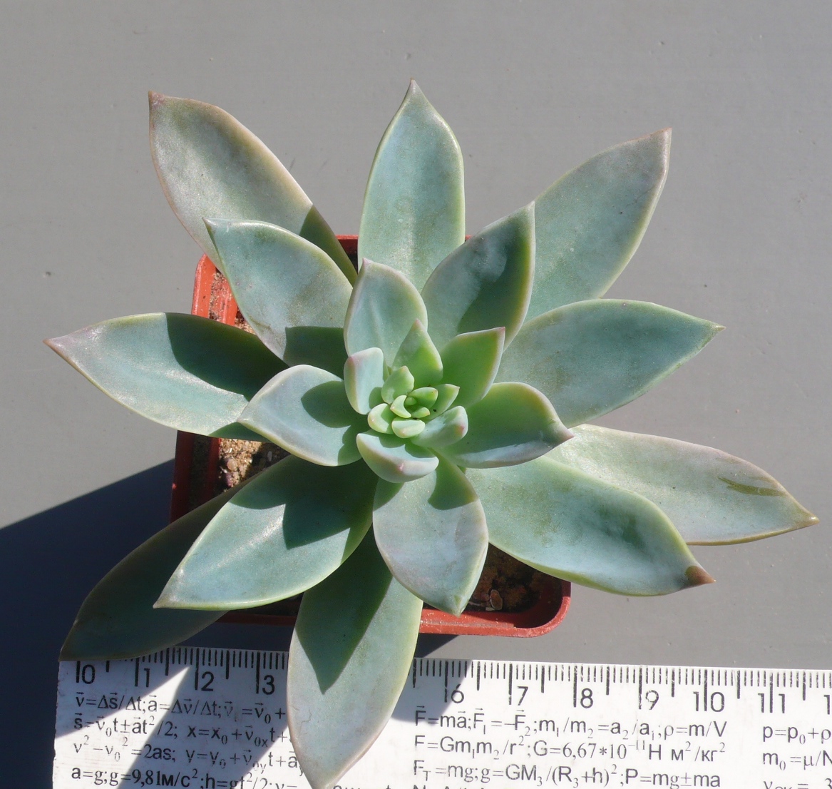 20 Graptoveria Water Lily (1)
