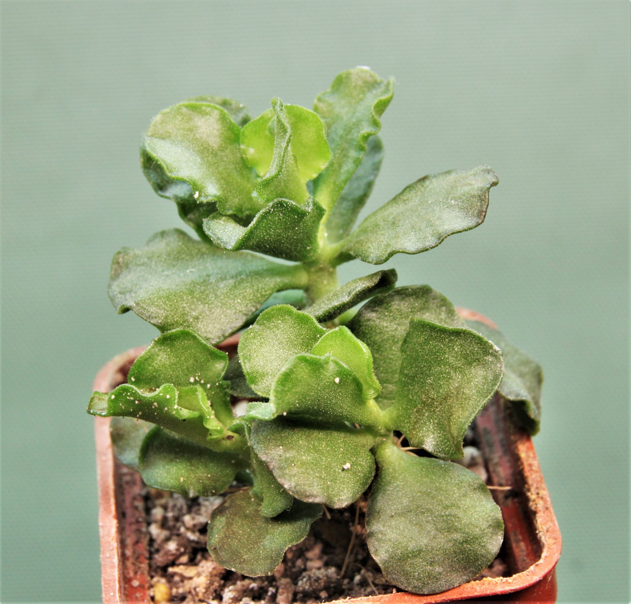 Товары — Cactus-shop