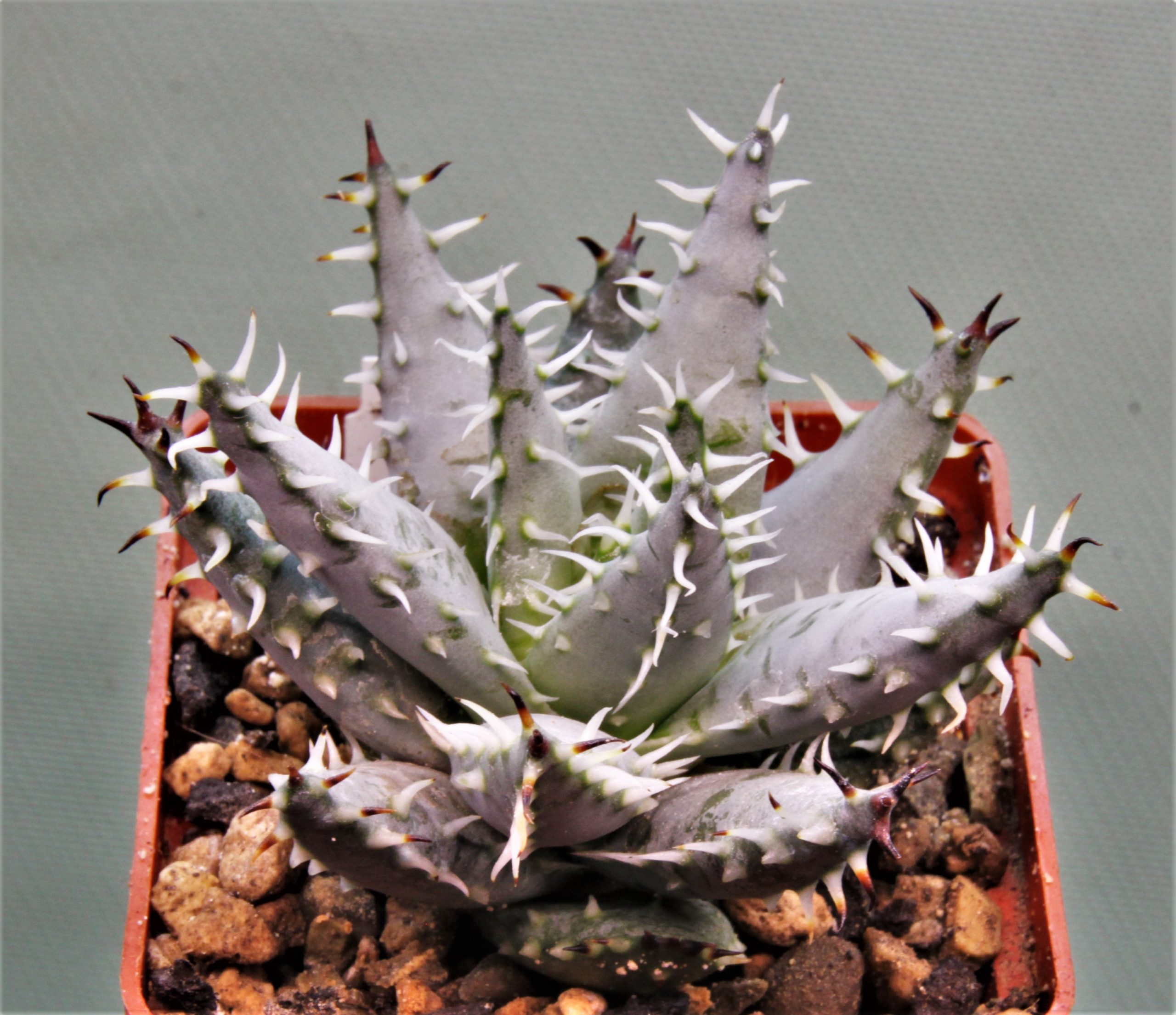 Aloe erinacea 1. Кубик 6х6см. 700грн