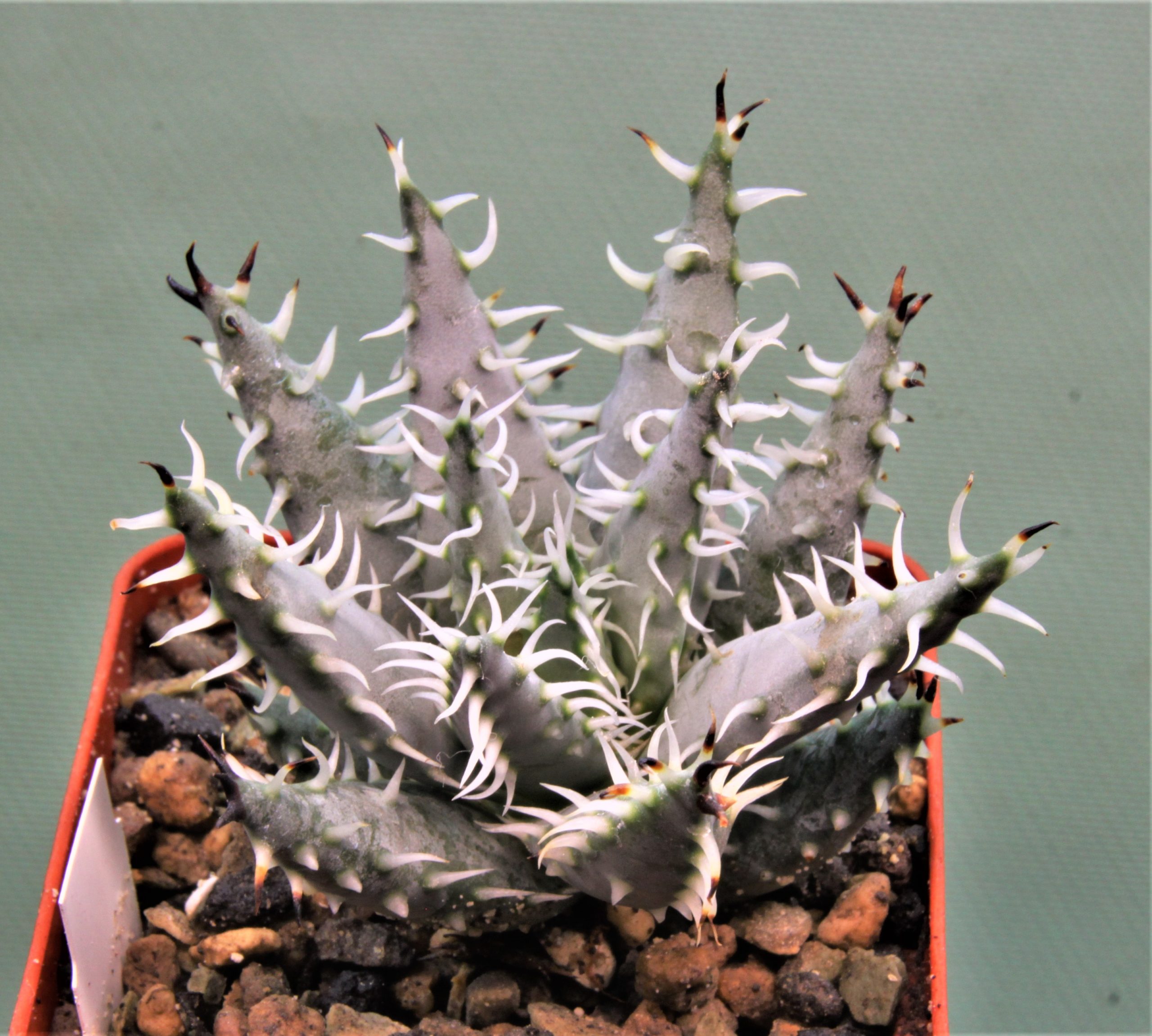 Aloe erinacea. Кубик 6х6см. 700грн