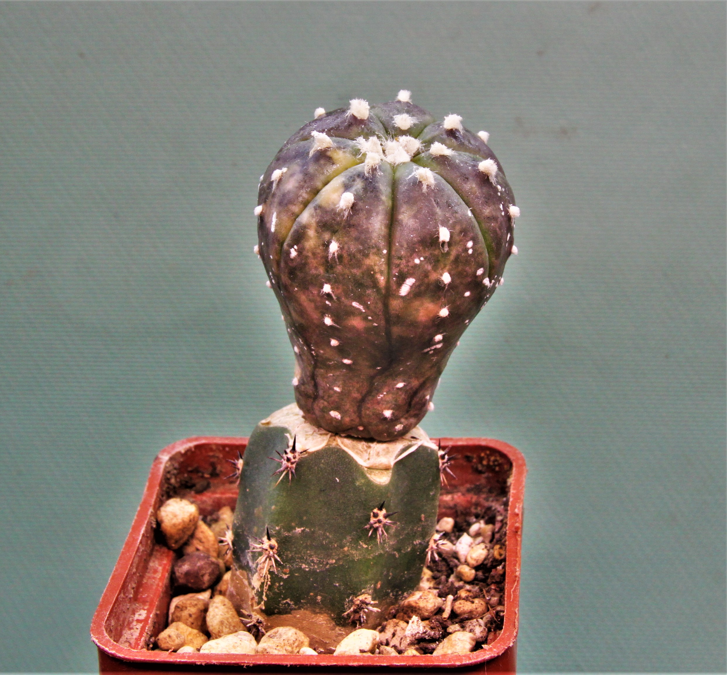 Astrophytum asterias variegata 2 — 250грн. Кубик 5х5см.