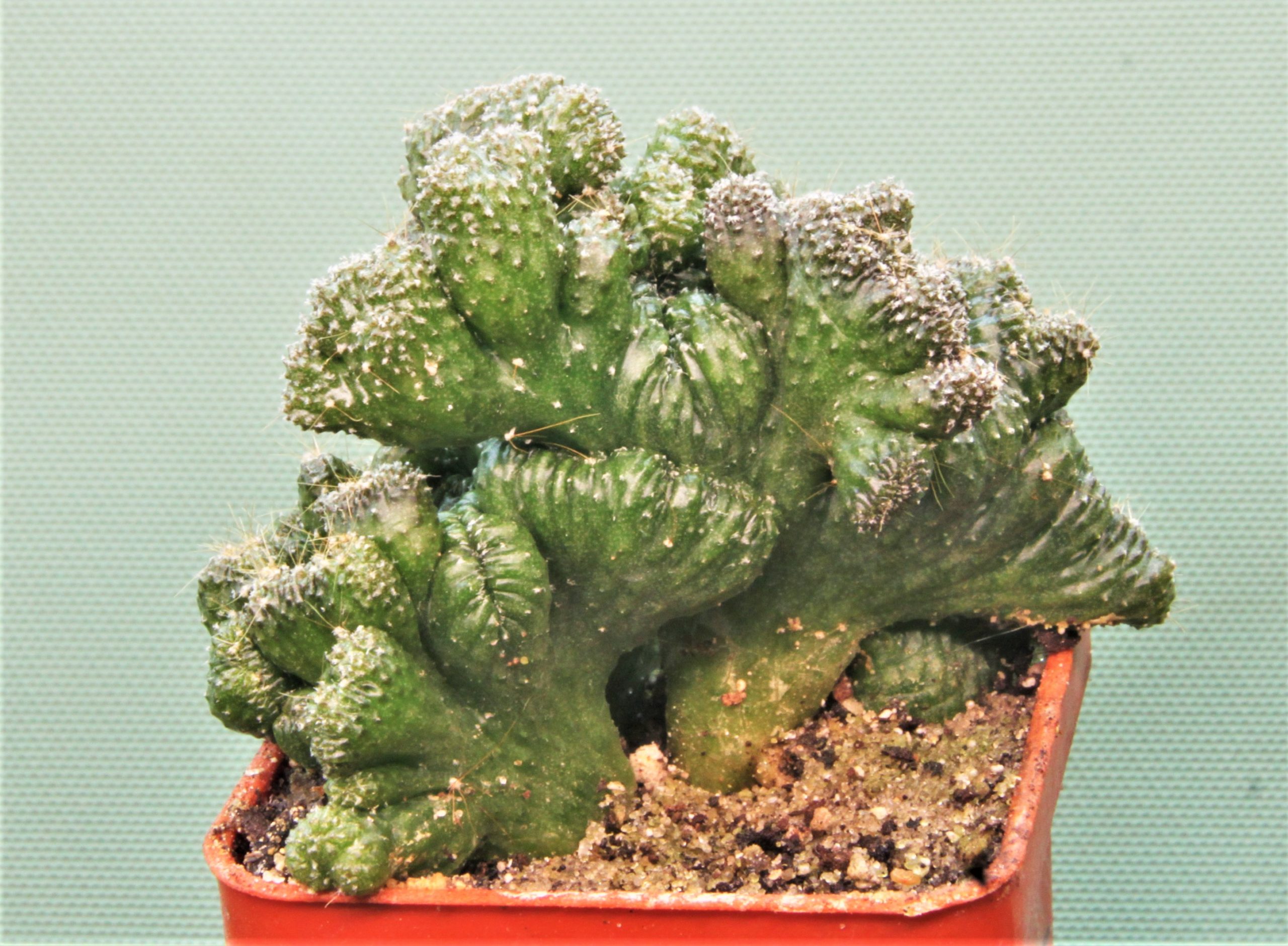 Cereus-peruvianus-f.-monstrosa 1 — 60грн. Кубик 5х5см