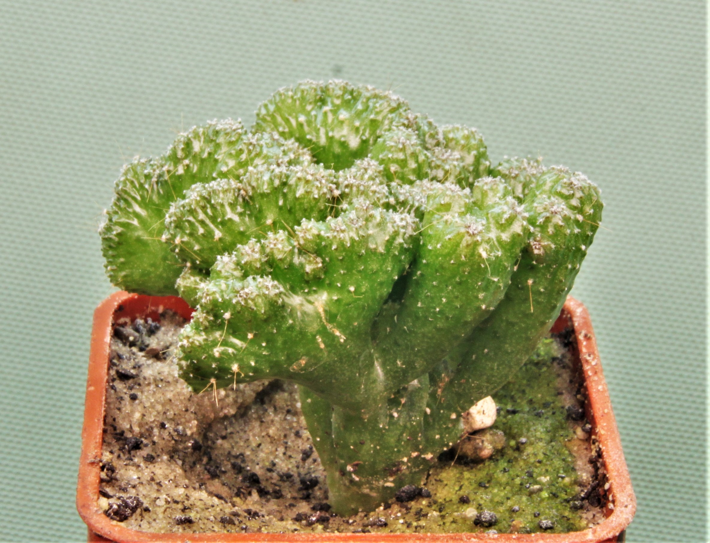 Cereus-peruvianus-f.-monstrosa 2 — 60грн. Кубик 5х5см..