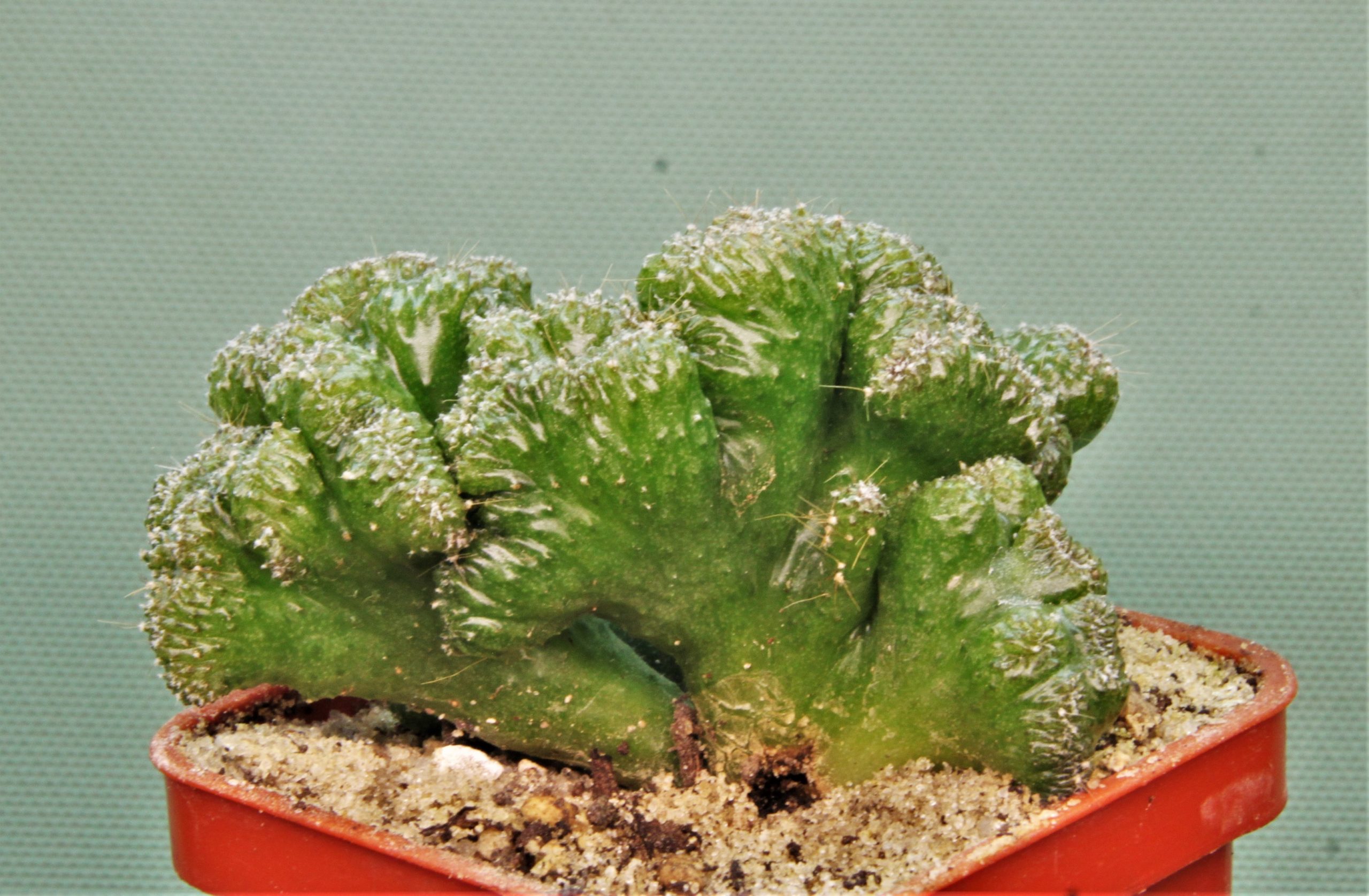 Cereus-peruvianus-f.-monstrosa 3 — 60грн. Кубик 5х5см.