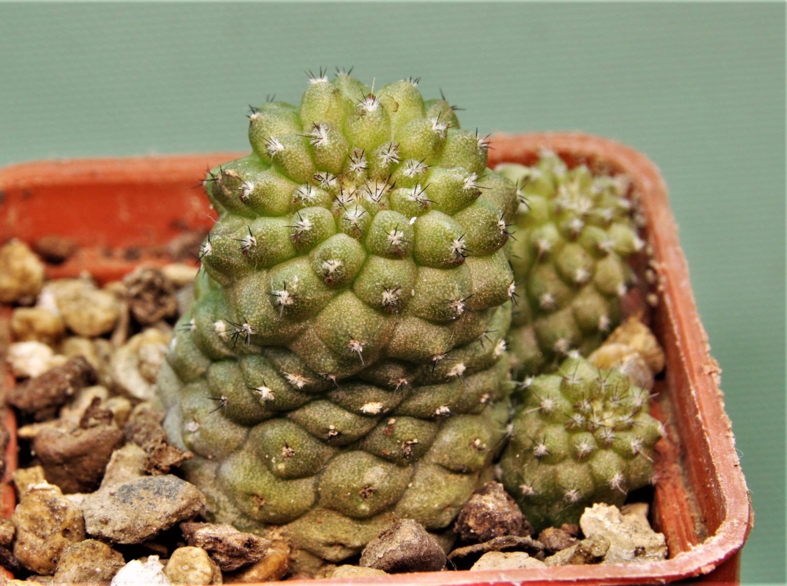 Товары — Cactus-shop