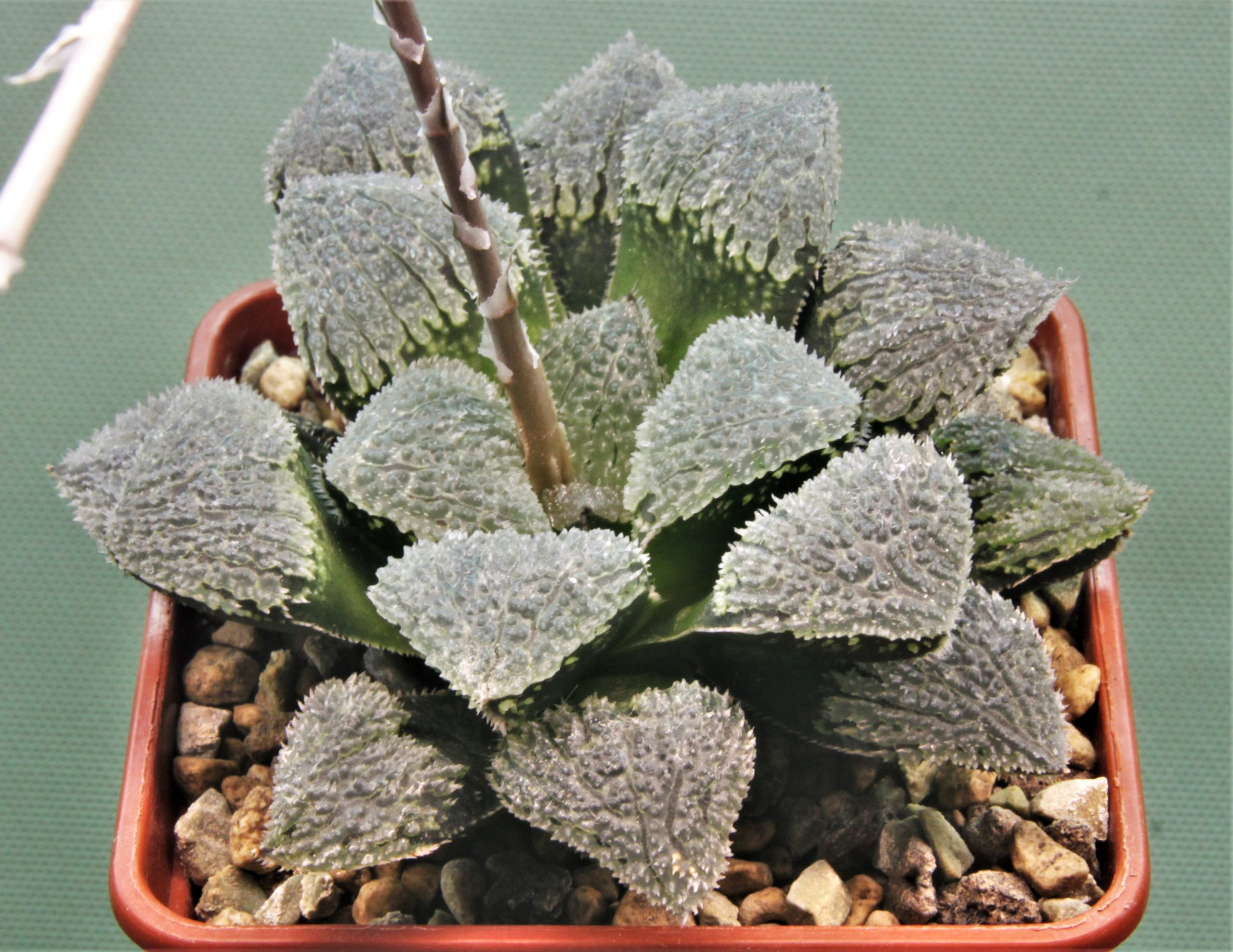 Haworthia-pygmaea-Yuki-No-Sato 400грн. Кубик 7х7см.