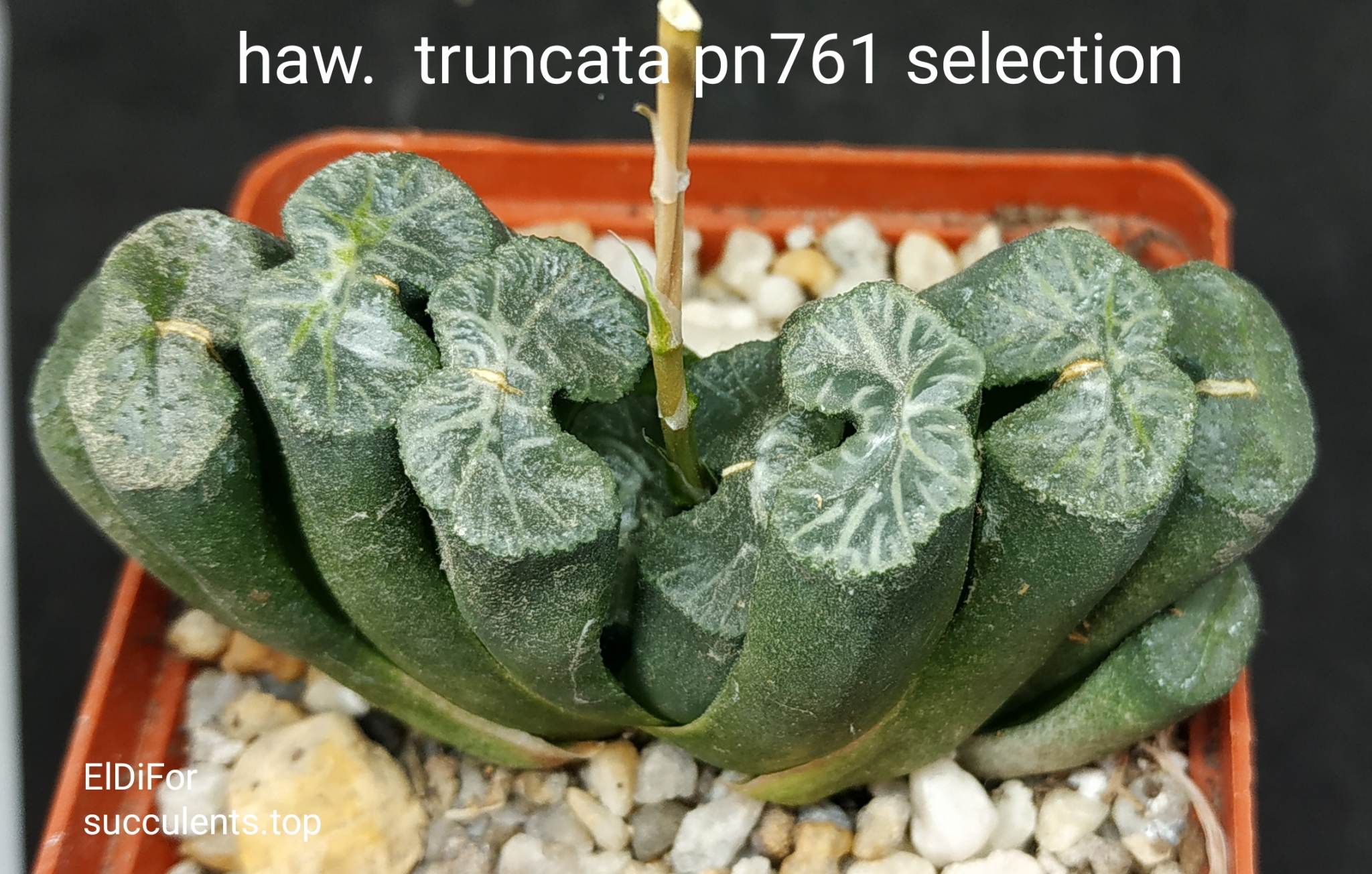 haworthia truncata selection (pn761)