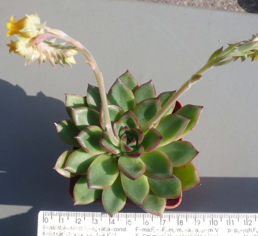 Echeveria pulidonis Amado — Cactus-shop