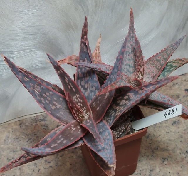 4881 Aloe hybrid