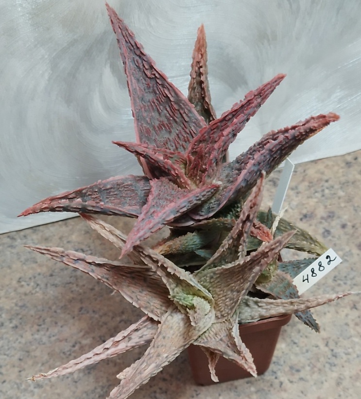4882 Aloe hybrid