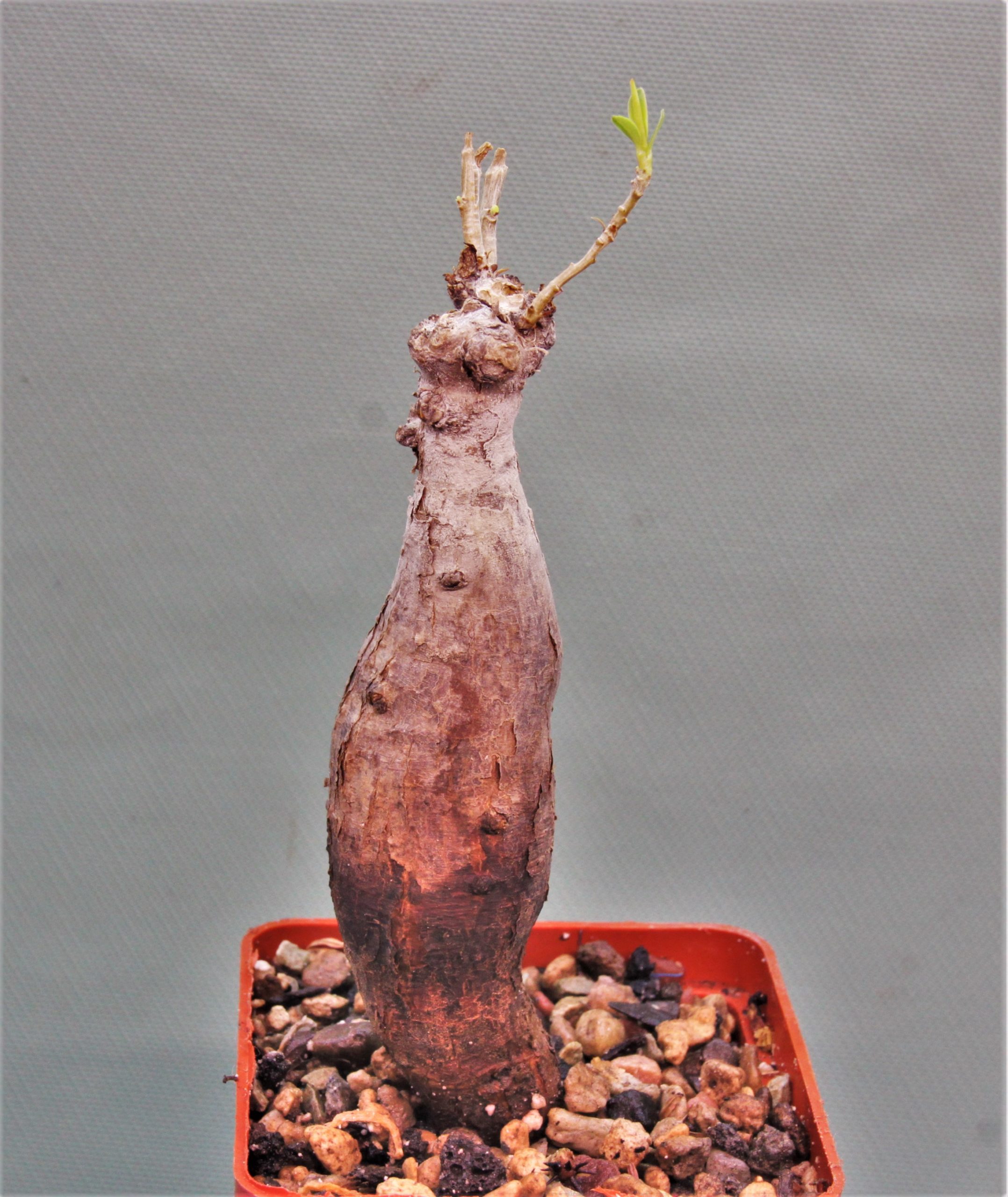 Euphorbia bongensis E.Mbeya-Tanzania-2. 800грн. Кубик 6х6см