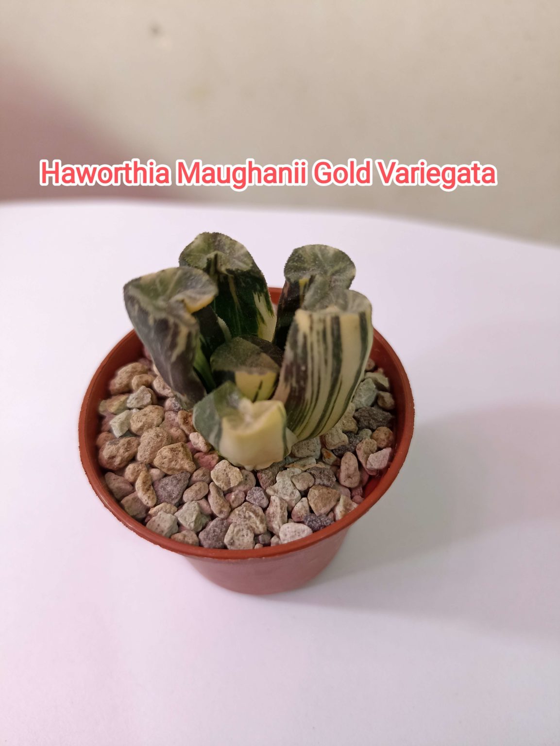 Товары — Cactus-shop