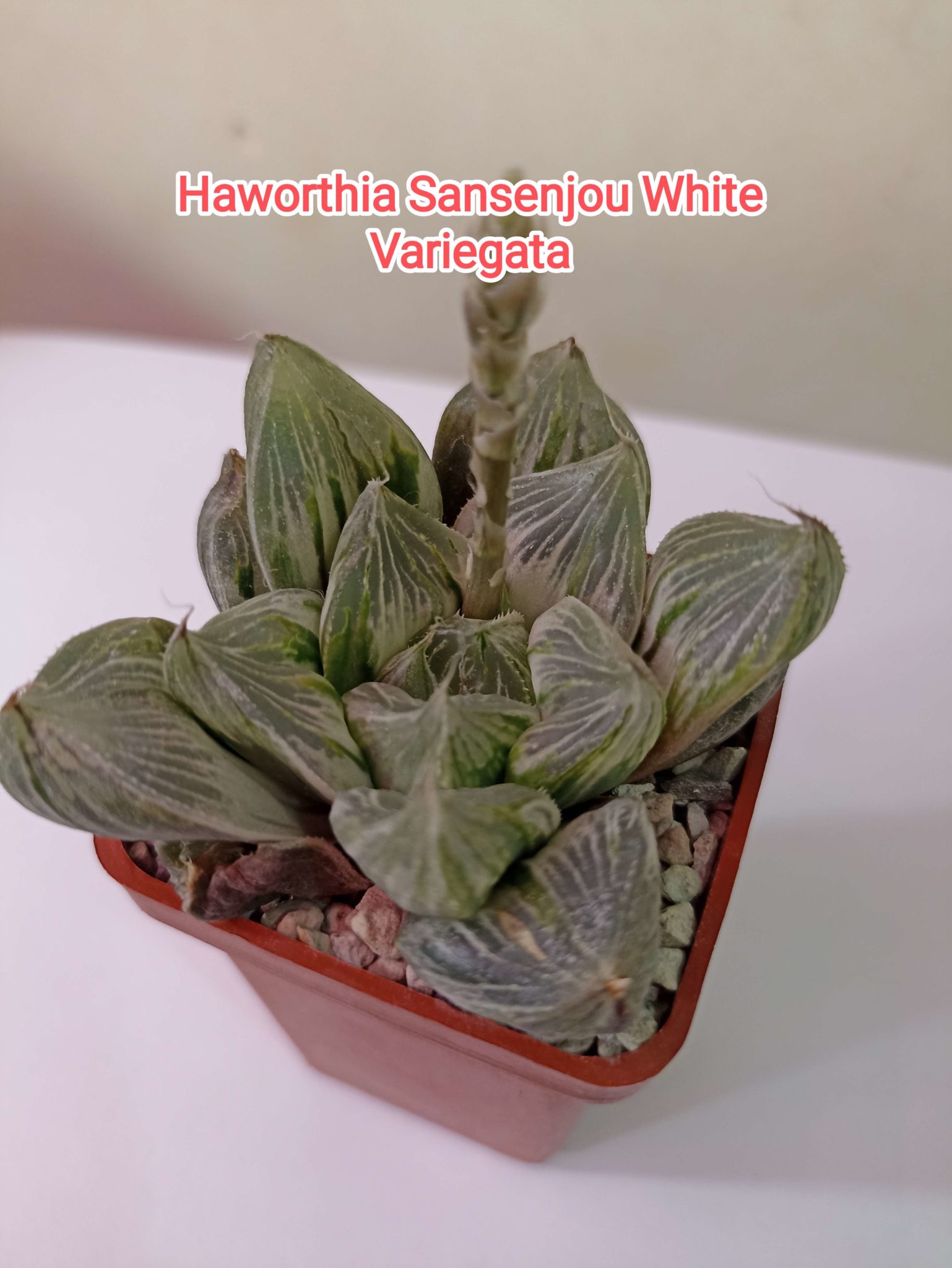 Товары — Страница 42 из 1719 — Cactus-shop