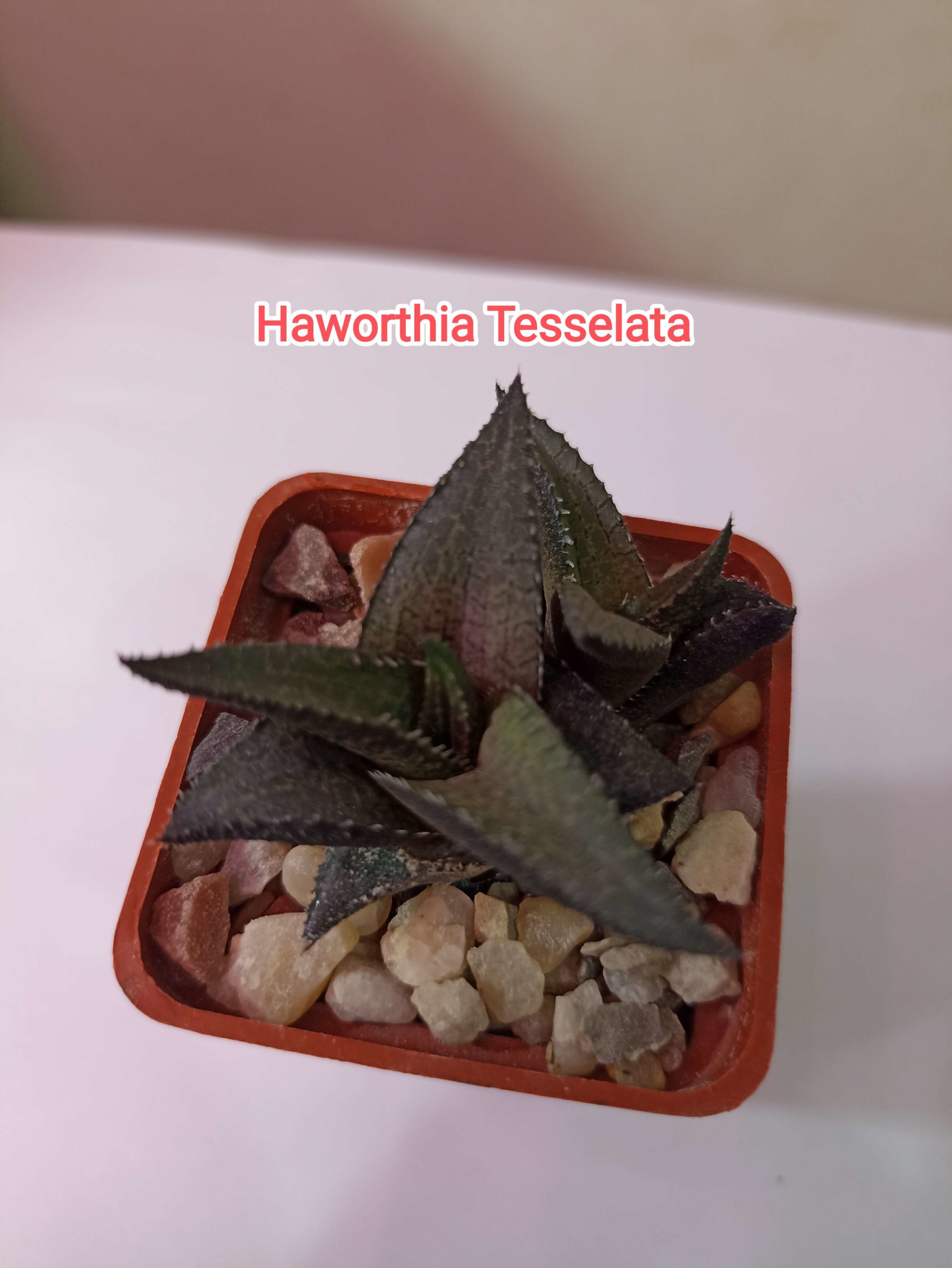 Товары — Страница 20 из 1707 — Cactus-shop