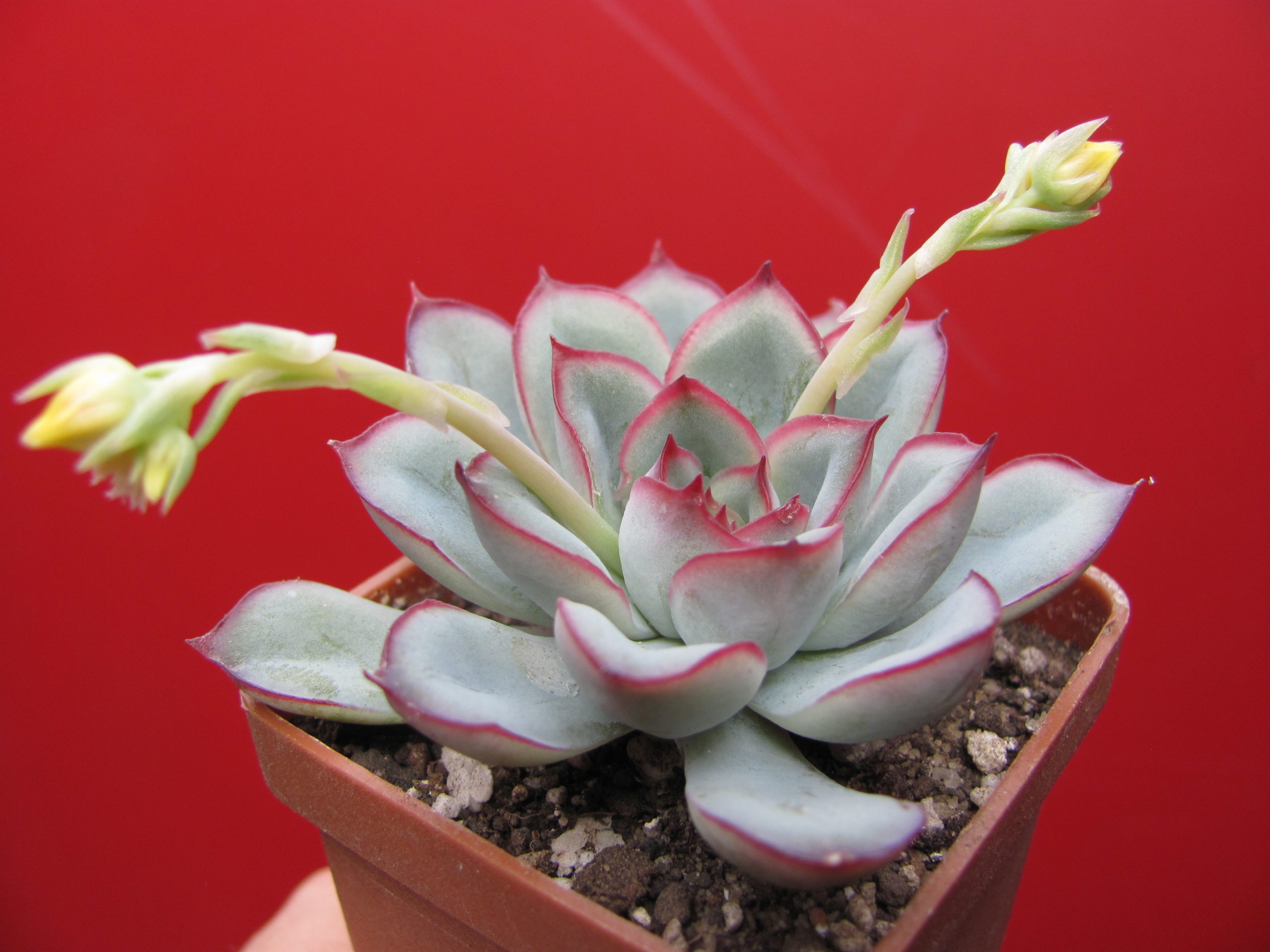 Echeveria pulidonis — Cactus-shop