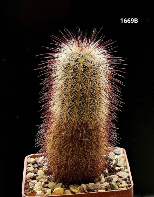 Товары — Cactus-shop