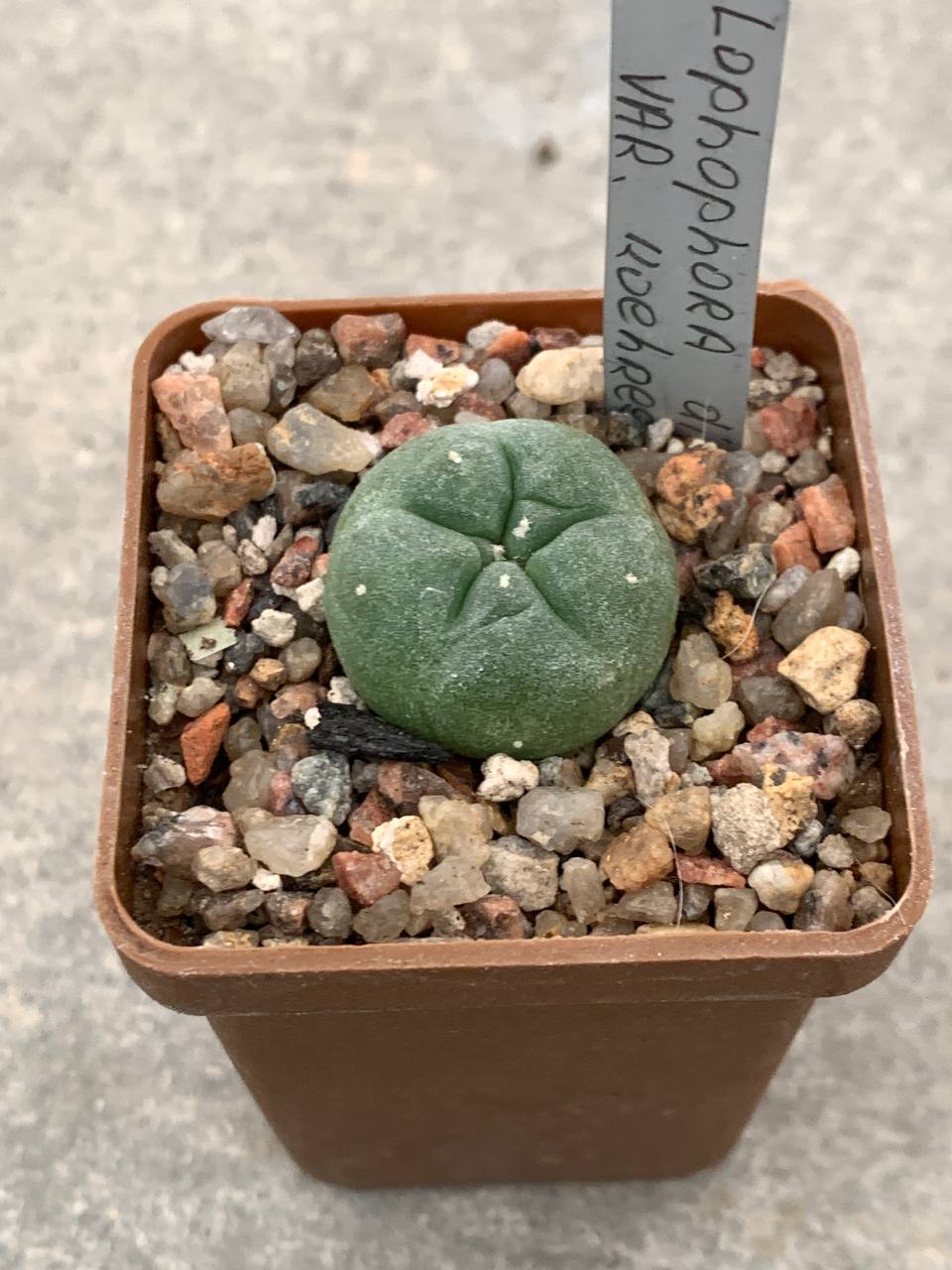 Lophophora diffusa var koehresii — Cactus-shop