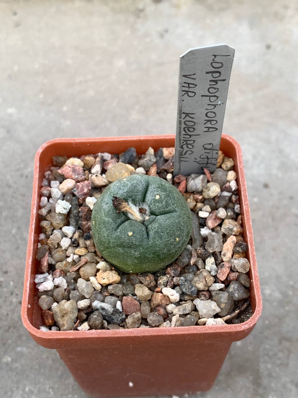 Lophophora diffusa var koehresii — Cactus-shop