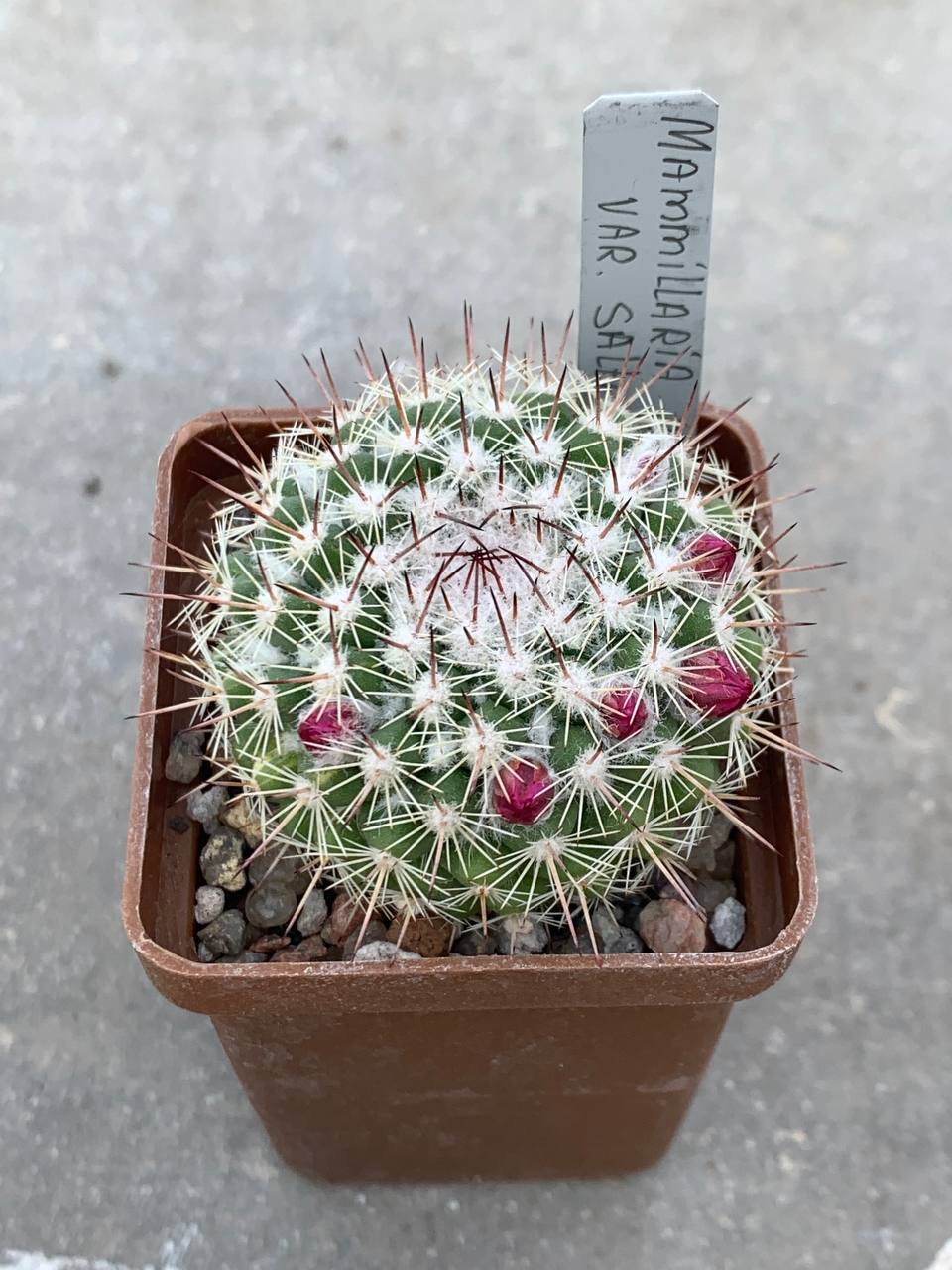Mammillaria apozolensis v. saltensis