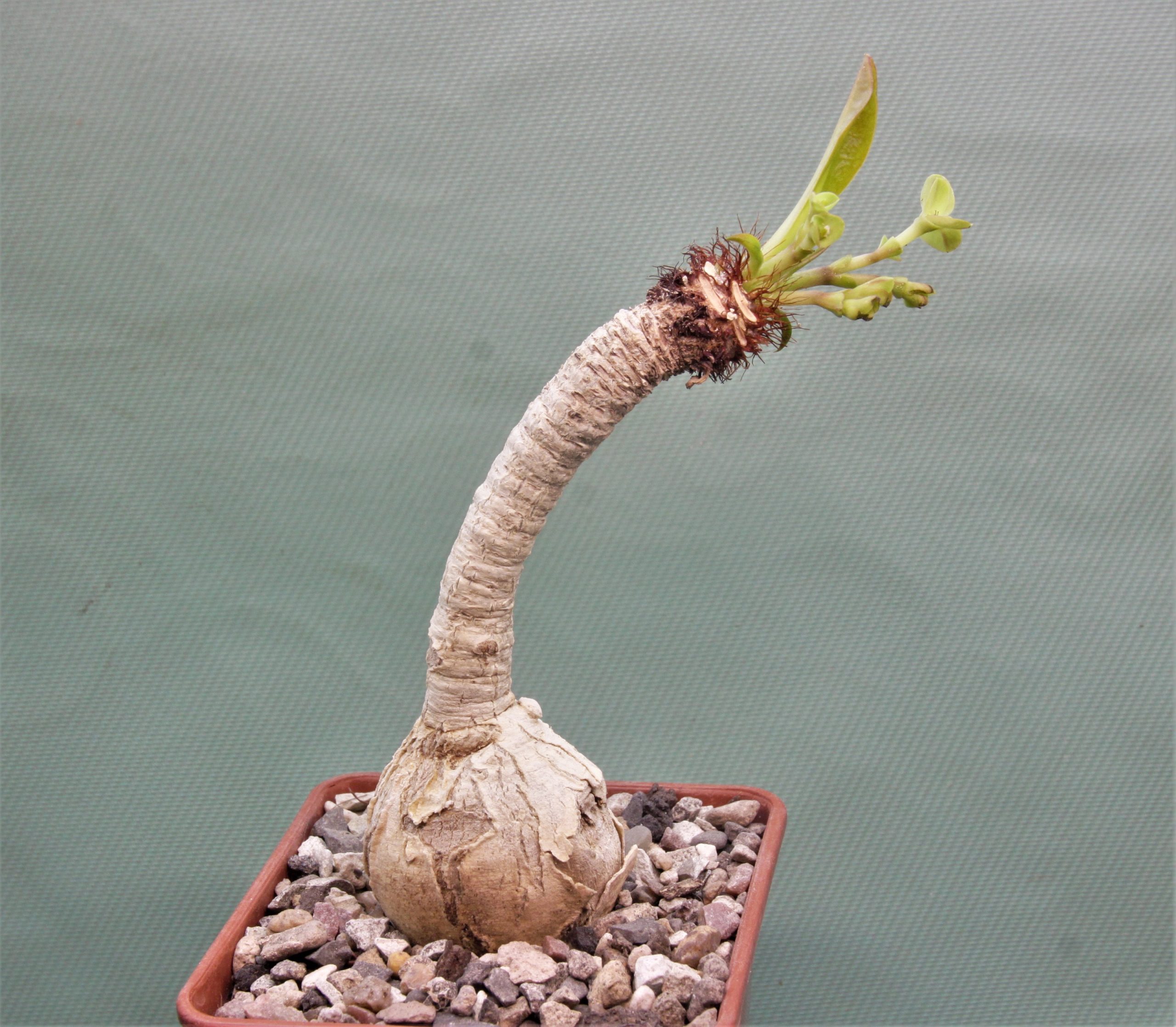 Euphorbia ramena. Madagascar 1. Кубик 7х7см. 4800грн