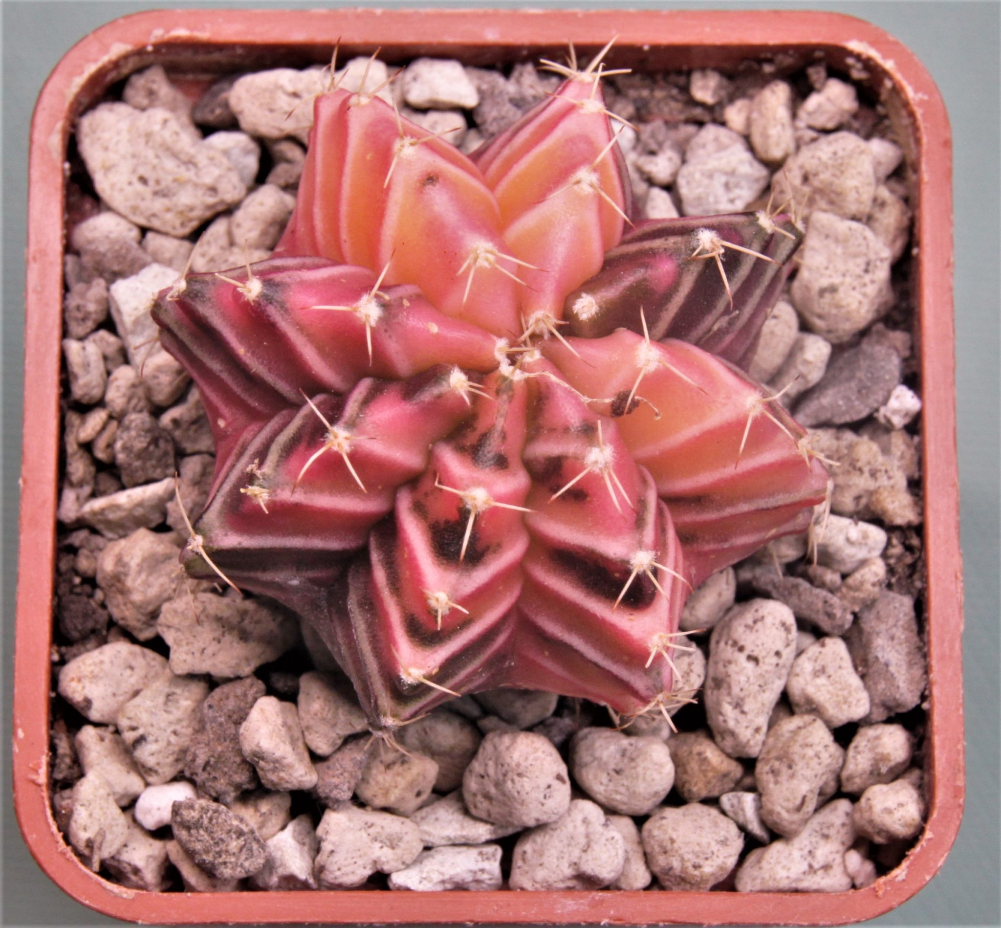 Товары — Cactus-shop