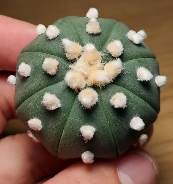 6008 Astrophytum asterias 'OOibo' — Cactus-shop