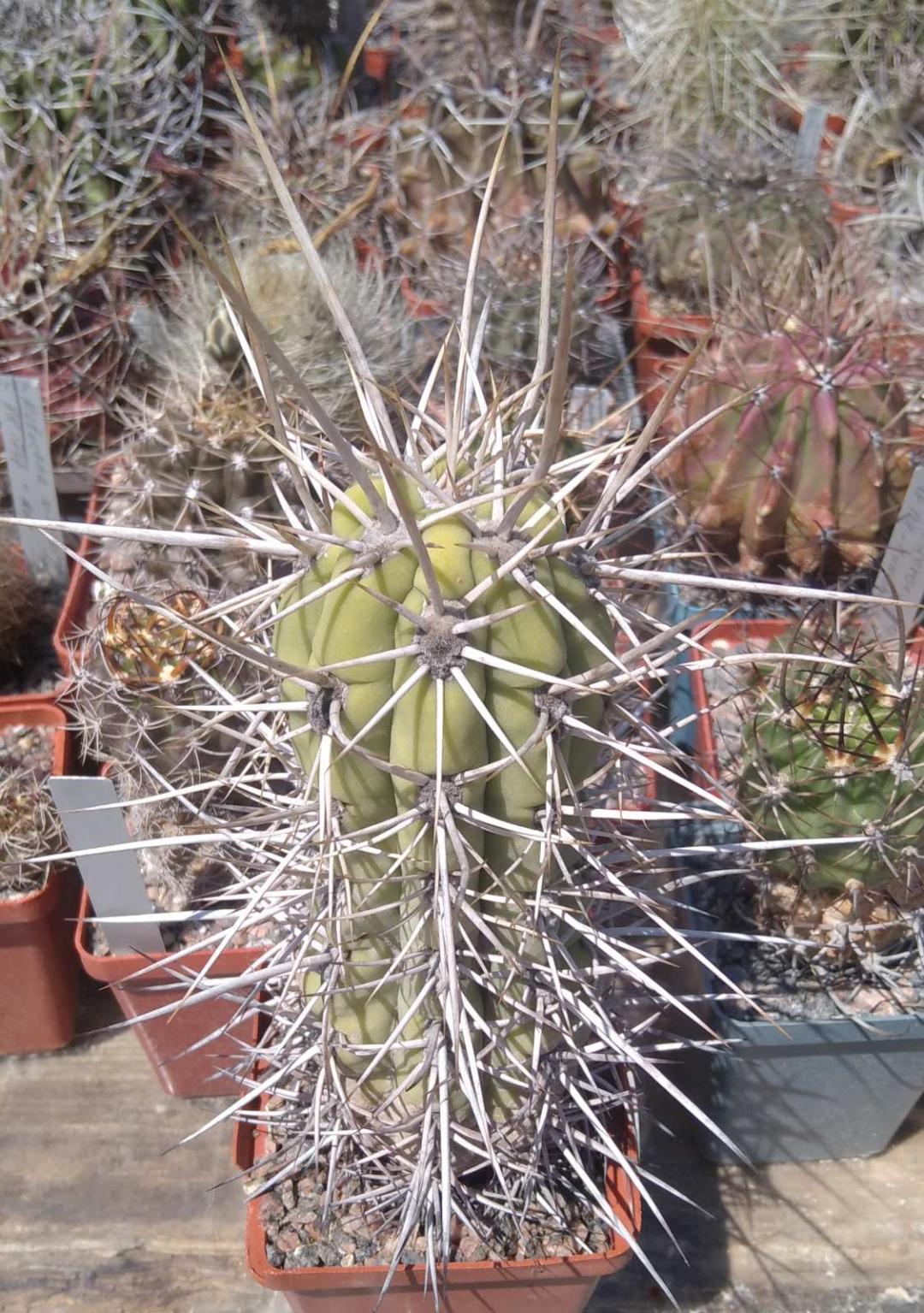 サボテン Trichocereus chilensis Trichocereus chilensis -MG- — Cactus-shop
