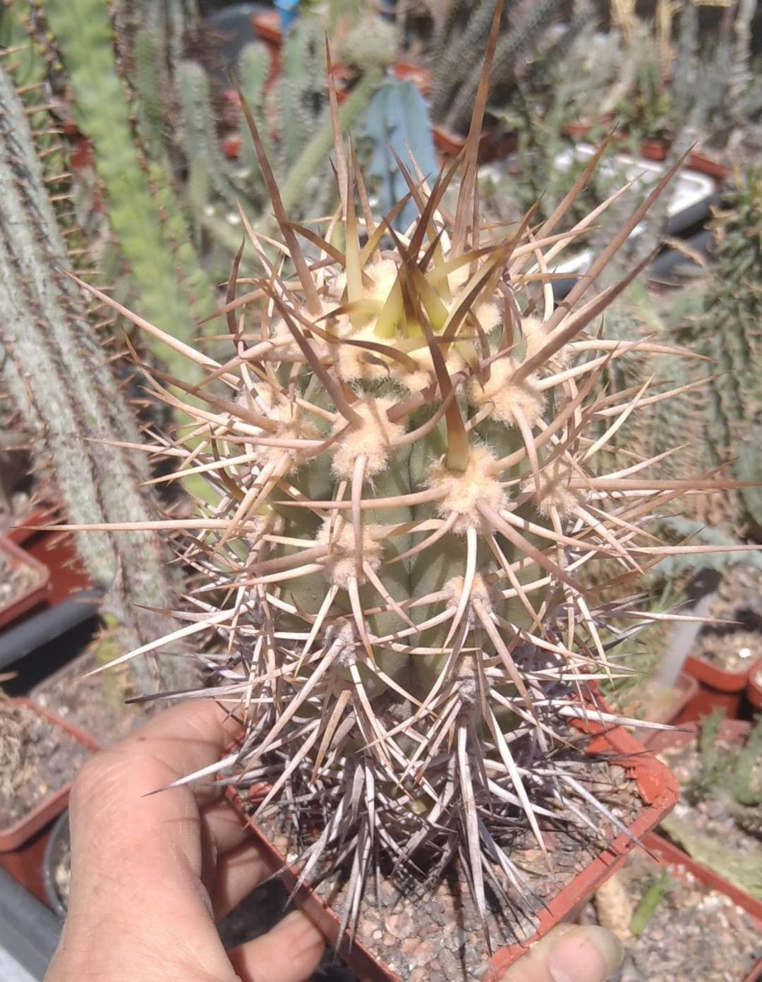 サボテン Trichocereus chilensis Trichocereus chilensis -MG- — Cactus-shop