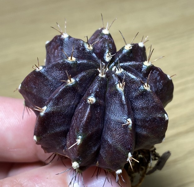 5510 Gymnocalycium mihanovichii 'Black Widow'  Cactus-shop