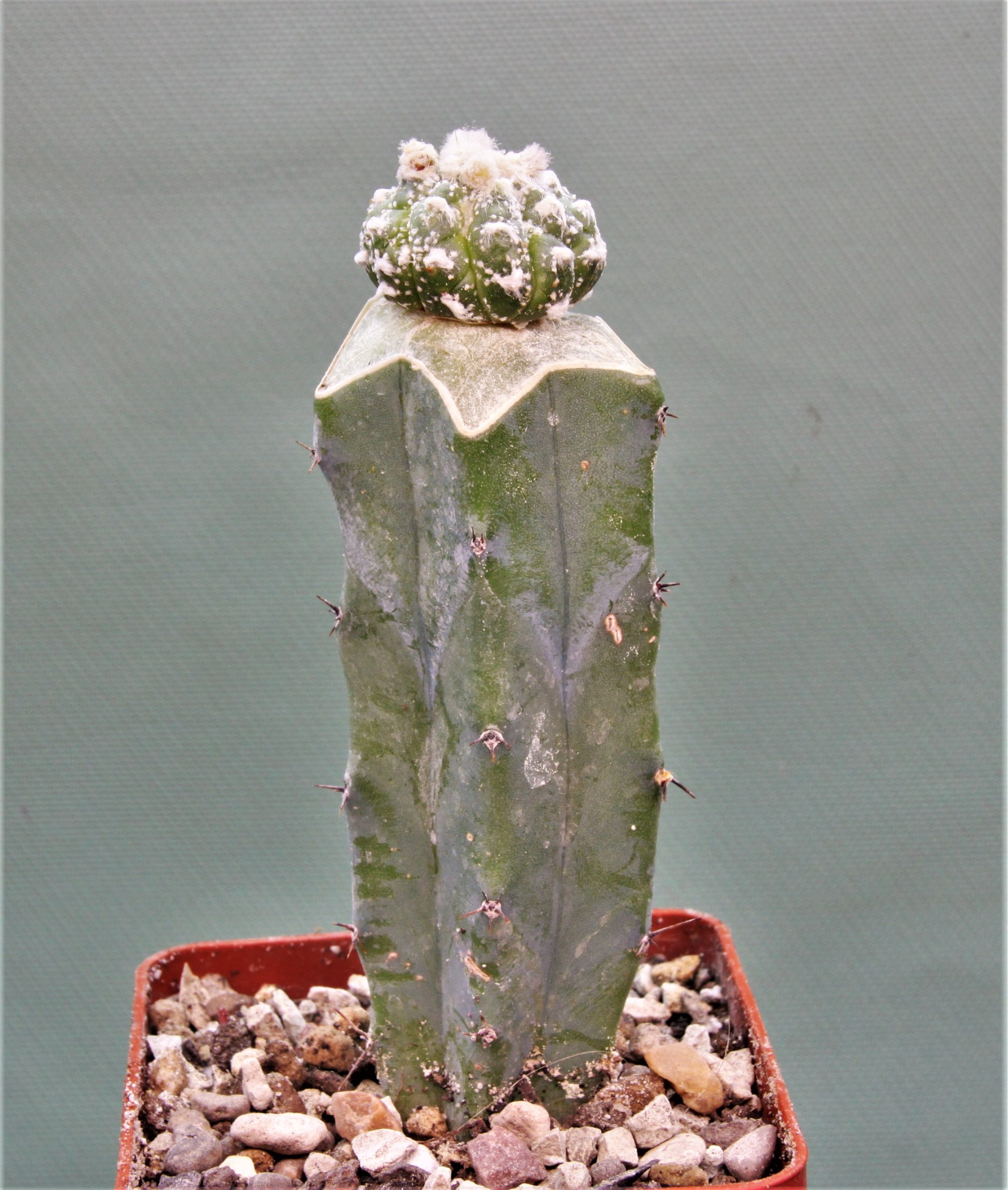 Astrophytum asterias kikko P1. 180грн. Кубик 6х6см