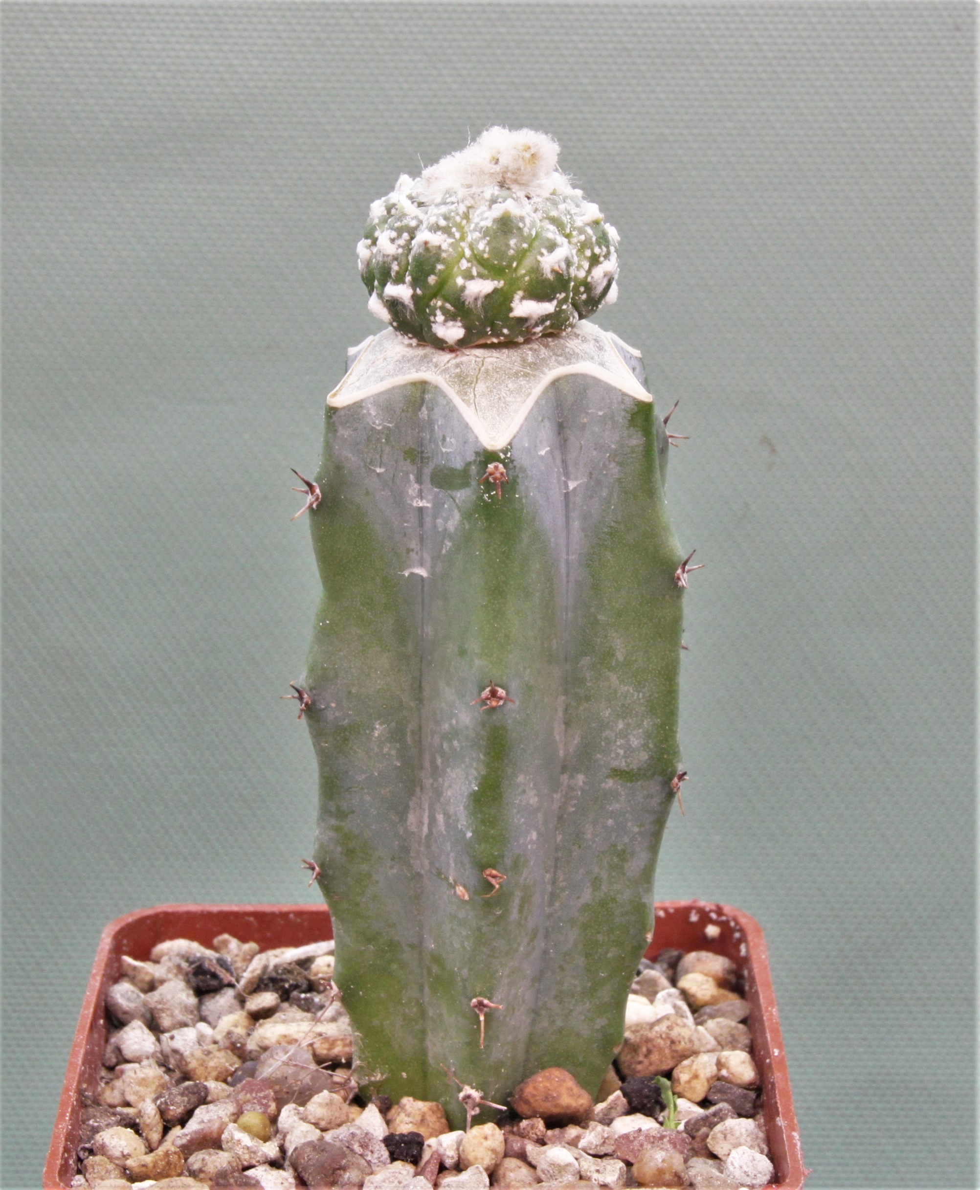 Astrophytum asterias kikko P2. 180грн. Кубик 6х6см